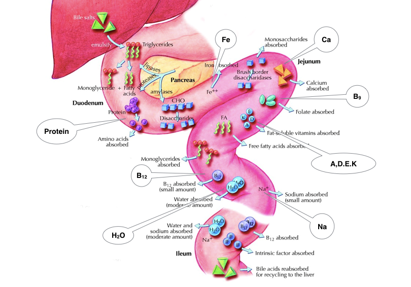 Nutrition After Surgery